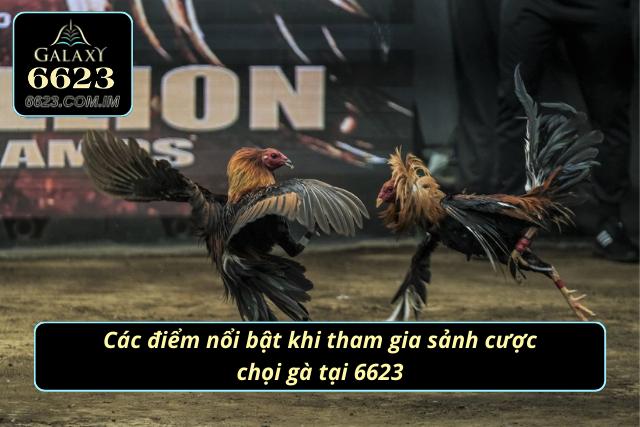 Những lý do khiến sảnh chọi gà đông đảo