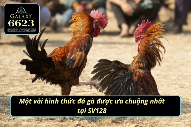 Đá Gà SV128 - Trực Tiếp Các Trận Đấu Đỉnh Cao Nhất 2025 Những loại hình chọi kê được yêu thích trên trang web