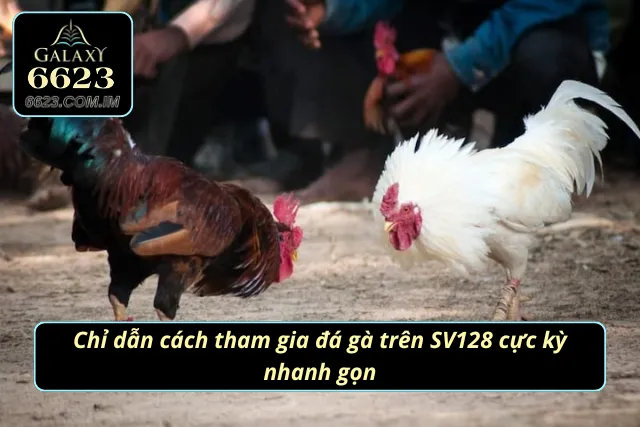 Đá Gà SV128 - Trực Tiếp Các Trận Đấu Đỉnh Cao Nhất 2025 Hướng dẫn tham gia chọi kê đơn giản và thần tốc