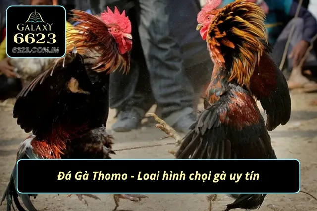 Đá Gà Thomo 6623 - Đấu Trường So Tài Kịch Tính Và Đầy Mãn Nhãn Khám phá đấu trường Thomo kịch tính