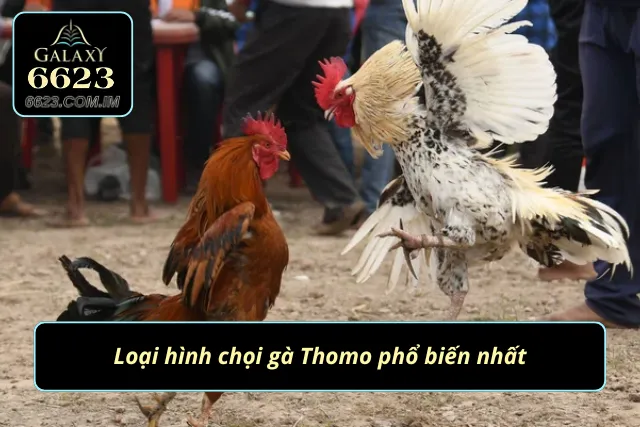 Đá Gà Thomo 6623 - Đấu Trường So Tài Kịch Tính Và Đầy Mãn Nhãn Top 3 loại hình so tài chiến kê hấp dẫn