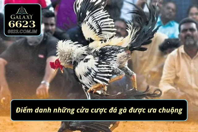 Đá Gà Thomo 6623 - Đấu Trường So Tài Kịch Tính Và Đầy Mãn Nhãn Cửa cược đá gà mang về tỷ lệ cược cao ngất ngưởng