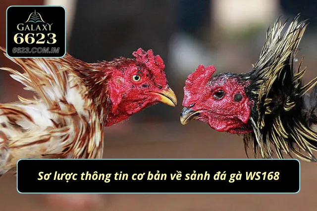 Đá Gà WS168 - Trải Nghiệm Chọi Kê Online Đỉnh Cao Nhất 2025 Đôi nét về sảnh cược chọi kê hàng đầu