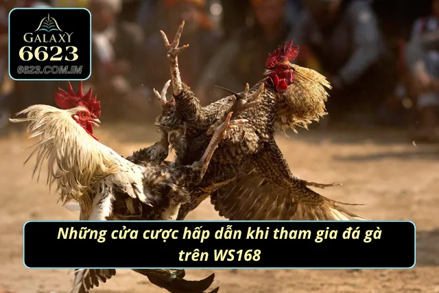 Đá Gà WS168 - Trải Nghiệm Chọi Kê Online Đỉnh Cao Nhất 2025 Các kèo cuốn hút khi tham gia chọi kê tại sảnh cược