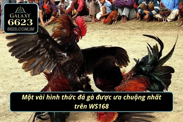 Đá Gà WS168 - Trải Nghiệm Chọi Kê Online Đỉnh Cao Nhất 2025 Những loại hình chọi kê được yêu thích tại sảnh cược